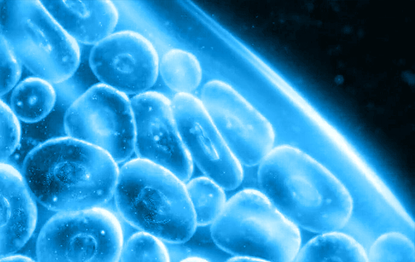 神奇的化合物&ldquo;苯乙基间苯二酚&rdquo;