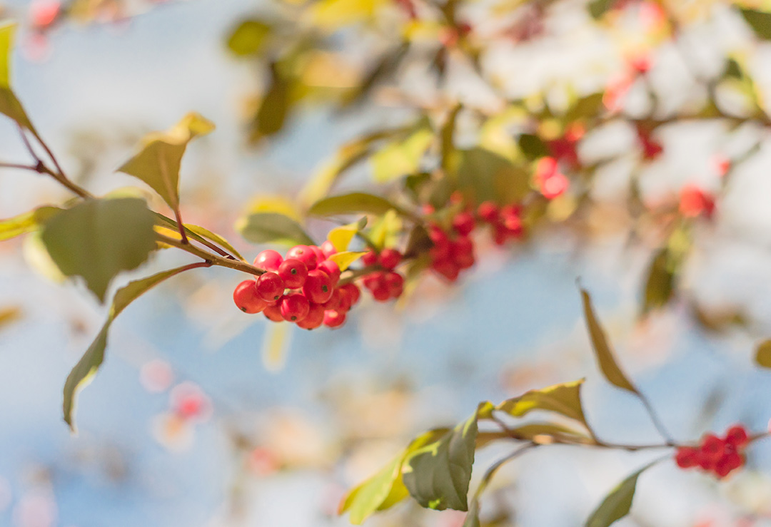 神奇宝库&ldquo;&alpha;-熊果苷&rdquo;